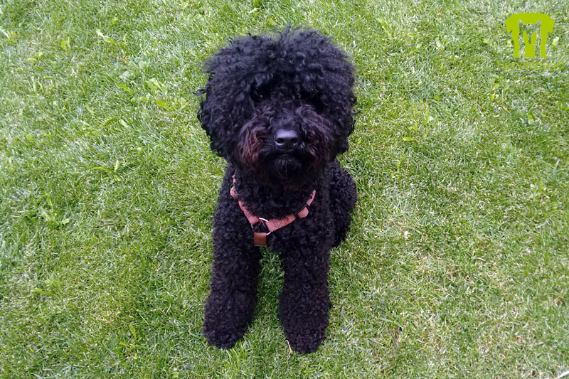 Australischer Labradoodle