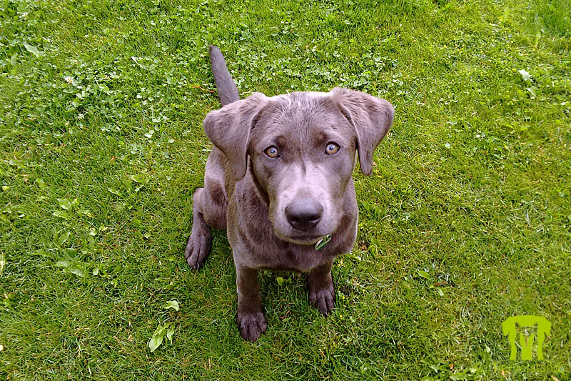 Labradorretriever Welpe silber 