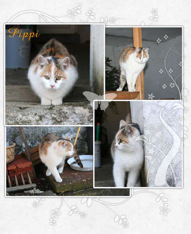 Pippi, Europäisch Kurzhaar Katze